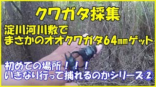 オオクワガタ採集 淀川河川敷｜Catching stag beetles in Osaka [upl. by Willing]