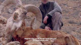 SHEEP of the Old World ARMENIAN RED URIAL Sheep Hunting Chasse part 1 by Seladang [upl. by Kippar]