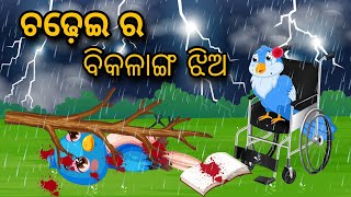 Chadheir Bikalanga Jhia  Tiki Chadhei Gapa  Odia Gapa  Bird Story  Moral Story Cartoon Story [upl. by Margareta]