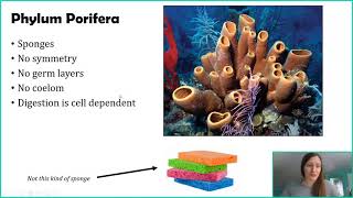 Phylum Porifera [upl. by Salamone226]