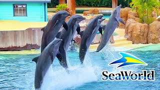 Dolphin Adventures Show SeaWorld Orlando 2023  SeaWorld Orlando [upl. by Manvil]