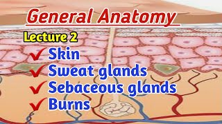 SkinSweat Glands Sebaceous glands lecture 2 General Anatomy [upl. by Einnek806]