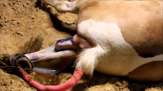 Birth of a baby horsefoals receive oxygen through the umbilical cord [upl. by Kowtko]