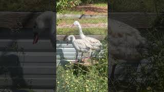 Young Pair of Coscoroba Swans waterfowl birds [upl. by Troxell]