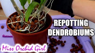 Repotting outdoor Dendrobium Orchids  Cutting old canes [upl. by Ttelrahc70]