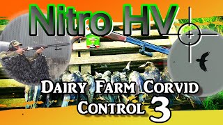 Nitro HV Dairy farm Corvid Control 3 [upl. by Irina]