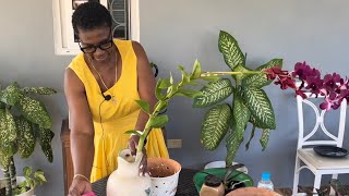 How to successfully repot Dendrobium Orchid [upl. by Jeffcott318]