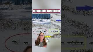 Biologist Debunks Viral Wolf Pack Video shorts [upl. by Fleurette]