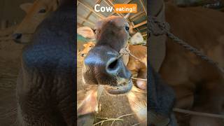 What do cows eat  cow videos cow pets shortsfeed [upl. by Eimile]