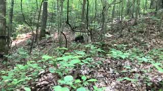 Patterdale terriers hunting [upl. by Akaya]