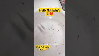 Finally molly fish ne bacche de diye 🥰🎉 aquarium mollyfish guppy petsvlog shorts [upl. by Taryn]