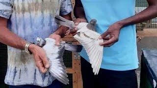 today pigeon competition  pigeon loft in dahiwala 2 tippler pigeon 1010 end time [upl. by Barfuss]