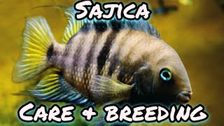 Sajica Cichlid  Care amp Breeding [upl. by Bohman]