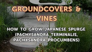 How to Grow Japanese Spurge Pachysandra Terminalis Pachysandra Procumbens [upl. by Gautious]