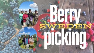 BERRY PICKING IN SWEDEN Part 2 [upl. by Jonie992]