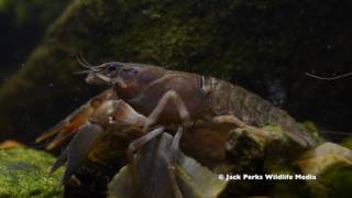 Signal Crayfish Close Up Underwater [upl. by Ruscio875]