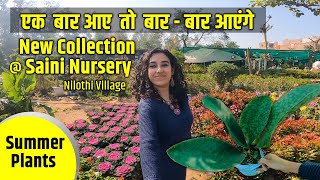 Saini Nursery Visit  Nilothi Village  New summer collection of permanent summer Plants [upl. by Hairej967]