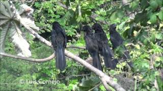 Garrapatero Común  Crotophaga ani  Smmoth billed Ani  CUCULIDAE [upl. by Bourgeois]