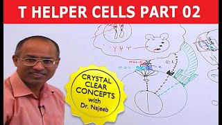 T Helper Cells  Immunology  Part 210 [upl. by Eelrefinnej15]