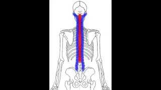 Muscles of the Back The Erector Spinae group [upl. by Euqinaj]