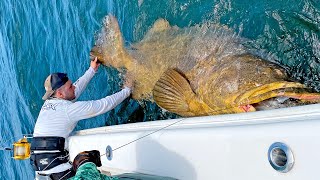 MASSIVE 500lb Goliath Grouper [upl. by Tiduj]