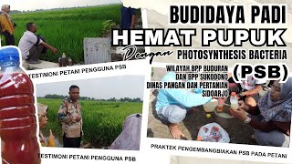 Budidaya Padi Hemat Pupuk dengan PSB  Photosynthesis bacteria  Pembuatan Bakteri Fotosintesis [upl. by Tewfik]