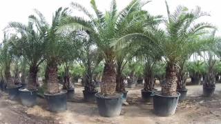 More Phoenix Canariensis from Big Plant Nursery [upl. by Ulrica]