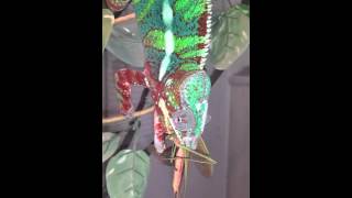 Chameleon vs praying mantis MUST WATCH [upl. by Fayina658]