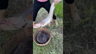 Amazing Fish Trapping Skills [upl. by Llednol]