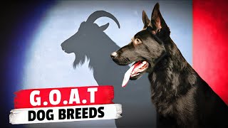 The 10 GOAT Dog Breeds [upl. by Gardener]