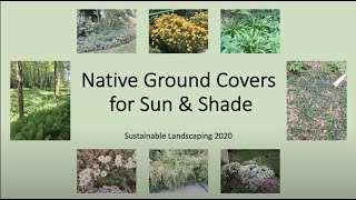 Native Ground Covers for Sun and Shade 2020 [upl. by Evans515]