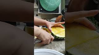 Yellow watermelon [upl. by Yorke]