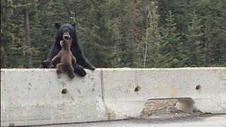 Mama Bear Saves Her Cub From The Highway [upl. by Elleved]