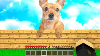 ABBIAMO PRESO UN CANE  MINECRAFT [upl. by Fortna]