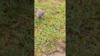 This squirrel definitely wanted to be my wifes new pet 😂 florida woman squirrel pets shorts [upl. by Ettegirb430]