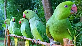 Talking Parrot Natural SoundsVoices [upl. by Netsyrc909]