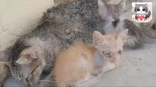 Rescuing a Starved Mother Cat and Her Kittens from the Scorching Sun to a Safe New Home [upl. by Tri]