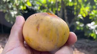 Ross Sapote Fruit [upl. by Valer]