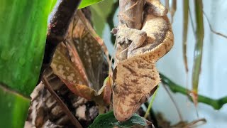 Whats the Secret to a THRIVING Crested Gecko [upl. by Annonyw]