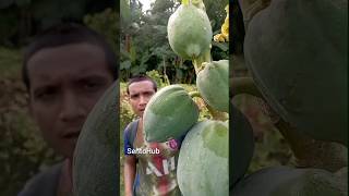 When the papaya grows from the tree it cries  outdoors bushcraft camping survival sentohub [upl. by Elke]