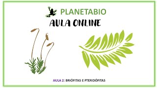 Aula 2 online  Briófitas e Pteridófitas [upl. by Annael269]