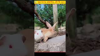 😱 খরগোশের বাচ্চাটার ড্রামে ঢুকার পর এটা কী হয়ে গেল  Saving A Rabbit Life Bangla [upl. by Danielle]