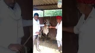 Gir cow aravali dairy farm aamir 9414745465 [upl. by Reggy]