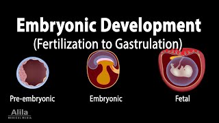 Embryology from Fertilization to Gastrulation Animation [upl. by Aihtela]