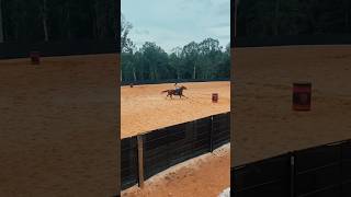 I taught Jokko something new I’ll film it today horse horsefeed horsesports feed equestrian s [upl. by Pedroza]