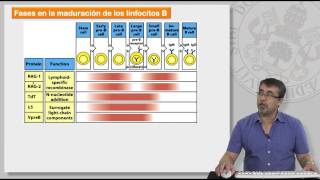 85 MECANISMOS DE GENERACIÓN DE LA DIVERSIDAD DE LINFOCITOS T Y B [upl. by Haig331]