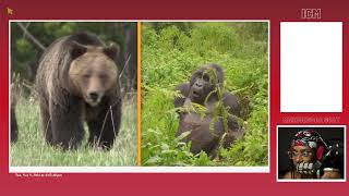 MDG Reacts To TierZoo  Silverback Gorilla VS Grizzly Bear [upl. by Shuma]