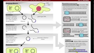 Methoden der Bakteriengenetik [upl. by Burkhardt]