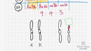 3 7 1 inheritance autosomal linkage and epistasis [upl. by Emiaj]