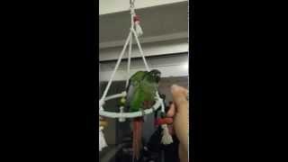 Conure pyrrhura molinae dressage exercices quottoursquot [upl. by Lilithe]